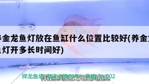 養金龍魚燈放在魚缸什么位置比較好(養金龍魚燈開多長時間好)（養金龍魚燈放在魚缸什么位置比較好）