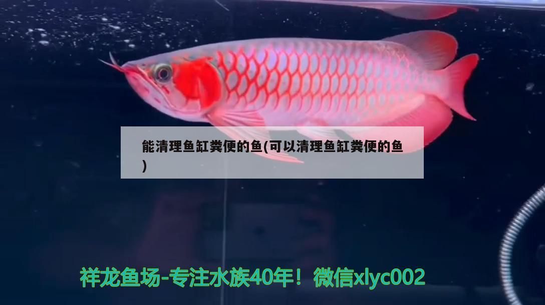 小型魚 能清理魚缸糞便的魚(可以清理魚缸糞便的魚)(清理魚缸糞便的魚有哪些) 觀賞魚百科 能清理魚缸糞便的魚(可以清理魚缸糞便的魚)(清理魚缸糞便的魚有哪些) 能清理魚缸糞便的魚(可以清理魚缸糞便的魚)(清理魚缸糞便的魚有哪些) 觀賞魚百科