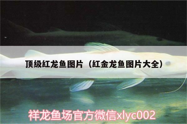 頂級(jí)紅龍魚(yú)圖片（紅金龍魚(yú)圖片大全）（紅金龍魚(yú)圖片大全）