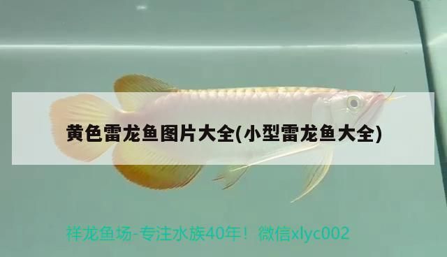 黃色雷龍魚圖片大全(小型雷龍魚大全)（雷龍魚圖片大全）