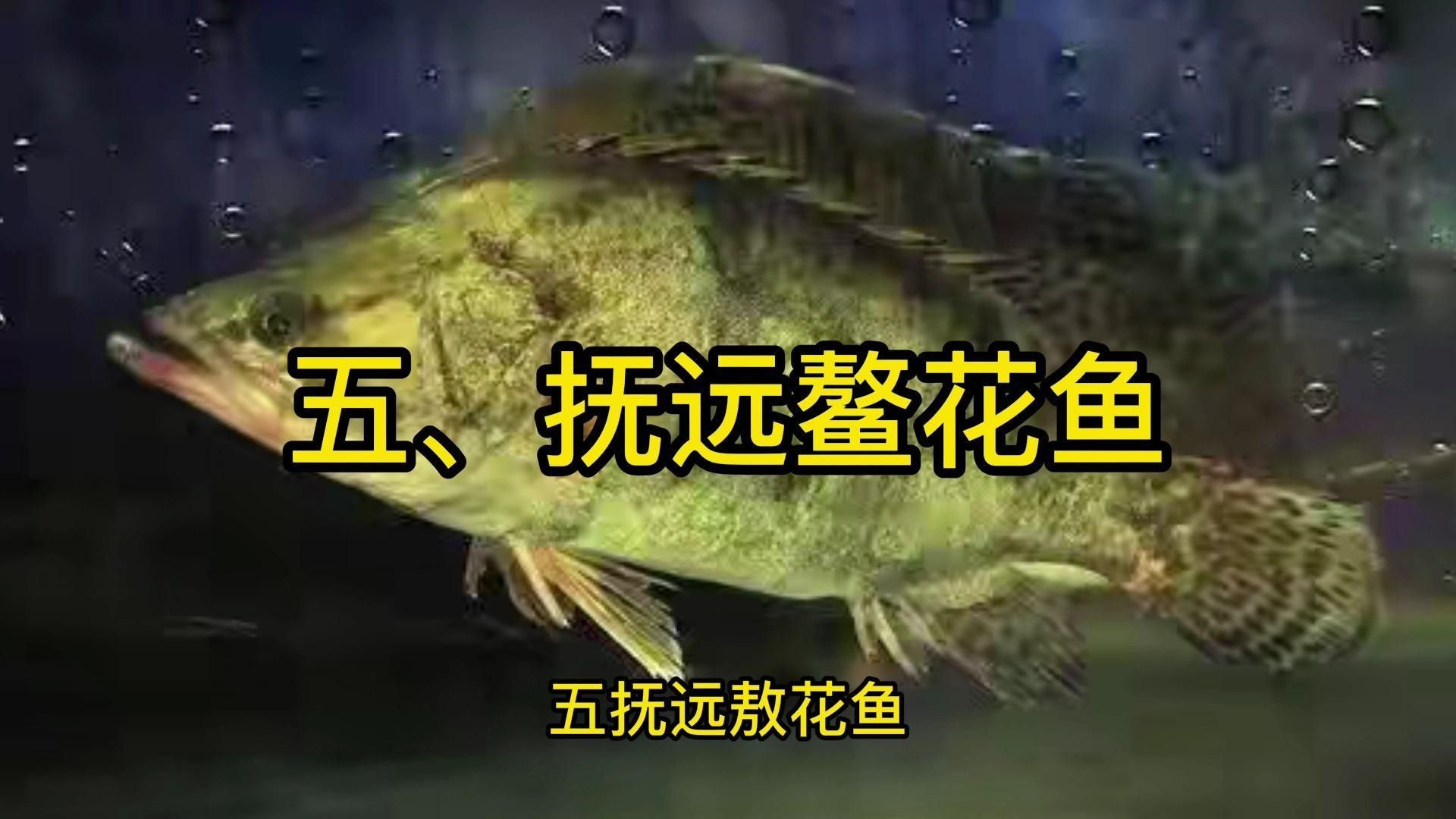 東北八大名魚（東北十大名魚排名聚能環磁驅黑龍江十大名魚哪種最合你胃口千萬度） 東北八大名魚（東北十大名魚排名聚能環磁驅黑龍江十大名魚哪種最合你胃口千萬度） 觀賞魚百科 第5張