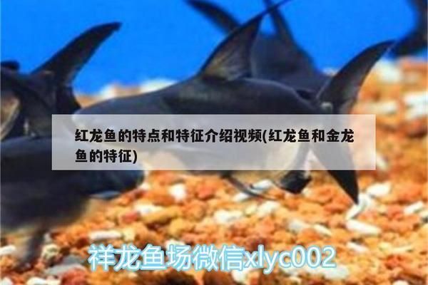 如何辨別紅龍魚品種（如何通過行為特征來辨別紅龍魚品種？）