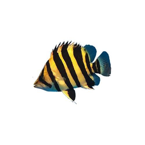 真正的鳳凰紅龍魚(yú)多少錢(qián)一條（鳳凰紅龍魚(yú)多少錢(qián)一條）
