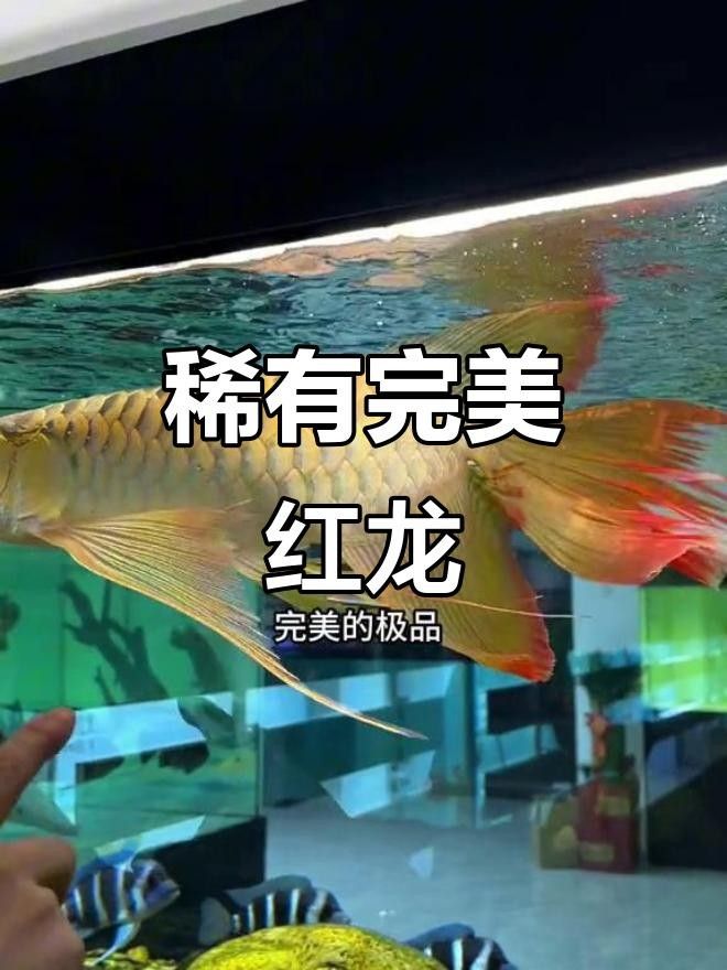 真正的鳳凰紅龍魚(yú)多少錢(qián)一條（鳳凰紅龍魚(yú)多少錢(qián)一條）