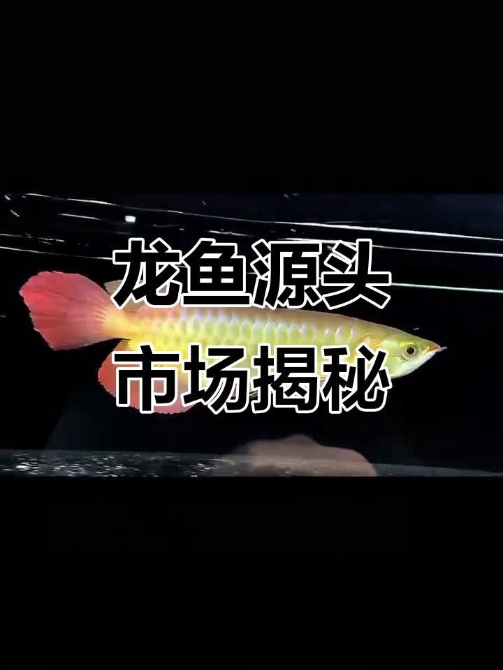 附近購觀嘗金龍魚的店（廣州百億城龍魚批發市場探秘） 附近購觀嘗金龍魚的店（廣州百億城龍魚批發市場探秘） 觀賞魚百科 第2張