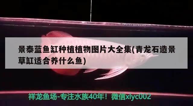 景泰藍魚缸種植植物圖片大全集(青龍石造景草缸適合養什么魚)（景泰藍魚缸種植植物圖片大全）