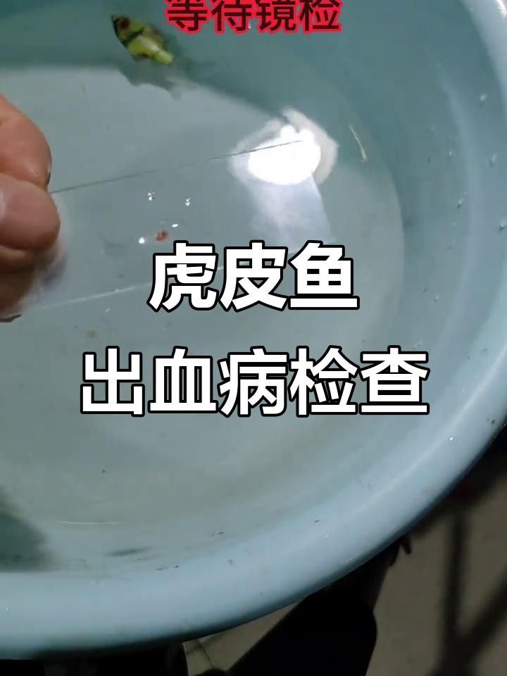 虎皮魚常見病癥狀（虎皮魚常見疾病癥狀及防治方法）