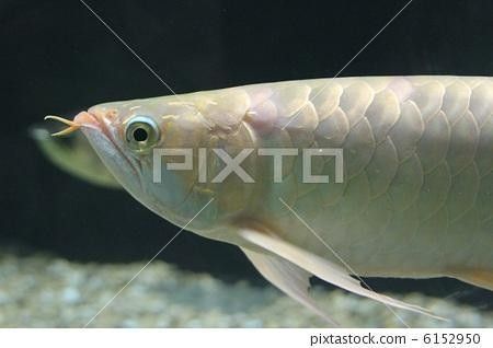 野生小金龍魚是海魚嗎（野生小金龍魚是海魚嗎，小金龍魚是海魚嗎，）