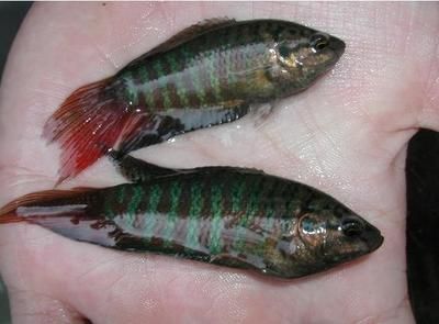 北方戶外養殖觀賞魚（北方戶外養殖觀賞魚注意事項在北方戶外養殖觀賞魚的注意事項）