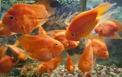 北方戶外養殖觀賞魚（北方戶外養殖觀賞魚注意事項在北方戶外養殖觀賞魚的注意事項）
