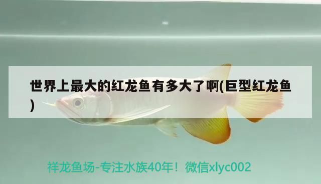 世界上最大的紅龍魚有多大了啊(巨型紅龍魚)（世界上最大的紅龍魚有多大）