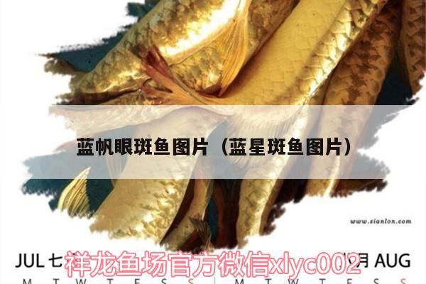 藍(lán)帆眼斑魚圖片（藍(lán)星斑魚圖片）（藍(lán)帆眼斑魚圖片）