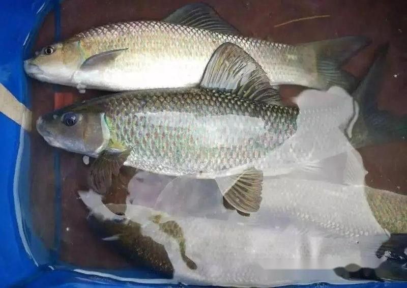 和鼠魚和七彩雷龍魚混養(yǎng)怎么樣，七彩雷龍魚和七彩雷龍魚混養(yǎng)怎么樣和七彩雷龍魚混養(yǎng)怎么樣