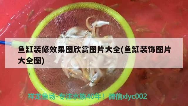 魚缸裝修效果圖欣賞圖片大全(魚缸裝飾圖片大全圖)（客廳魚缸放在客廳什么位置最好）