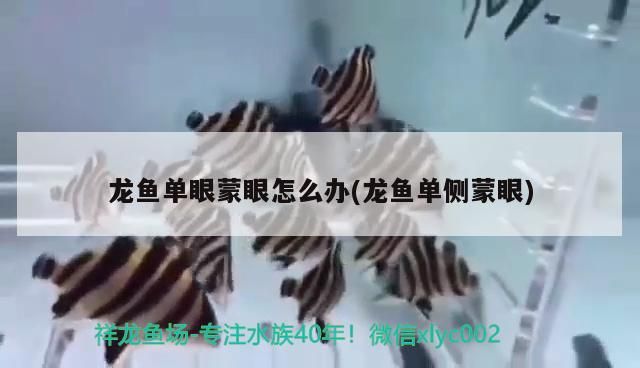 龍魚(yú)單眼蒙眼怎么辦(龍魚(yú)單側(cè)蒙眼)（龍魚(yú)單眼蒙眼怎么辦）
