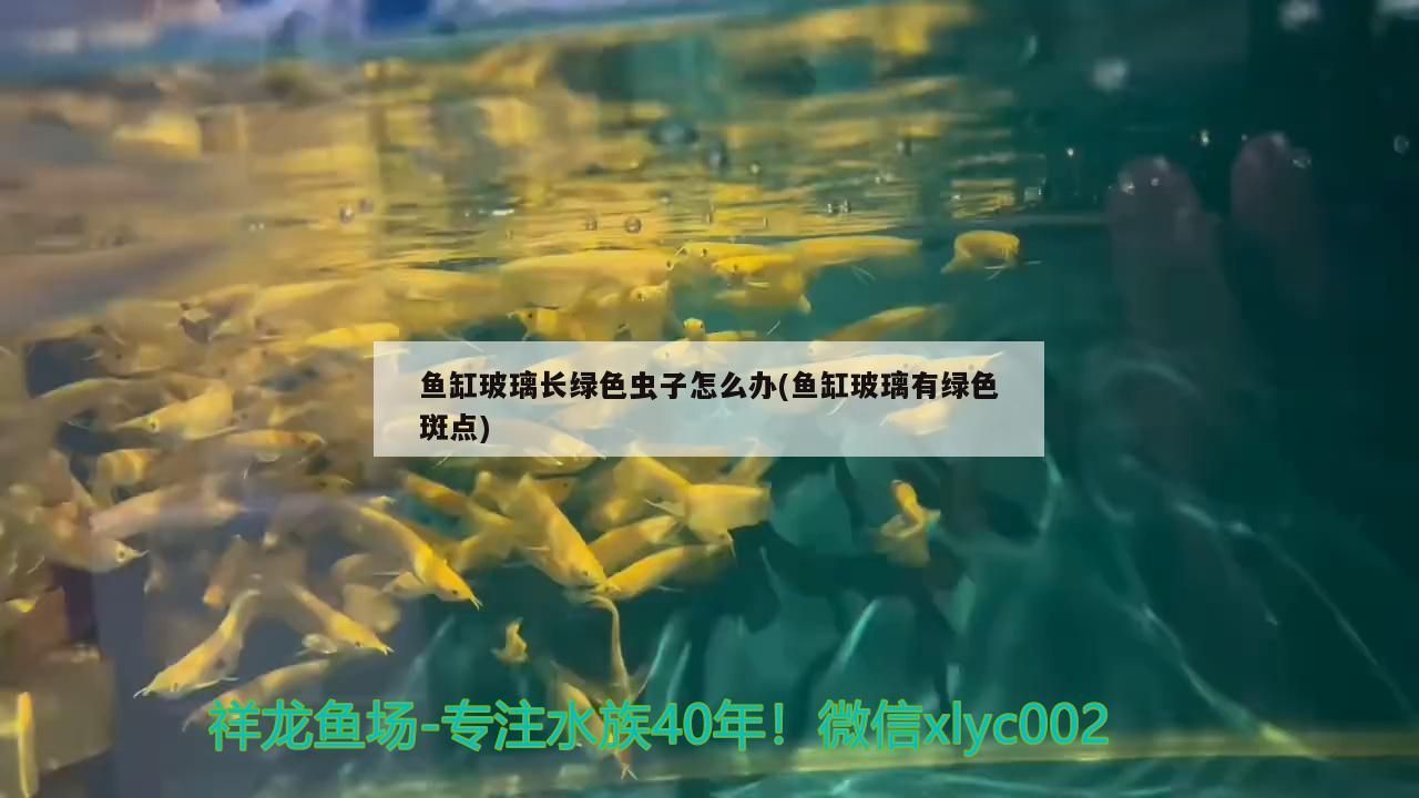 魚(yú)缸玻璃長(zhǎng)綠色蟲(chóng)子怎么辦(魚(yú)缸玻璃有綠色斑點(diǎn))（魚(yú)缸玻璃有綠色斑點(diǎn)、魚(yú)缸玻璃長(zhǎng)綠色蟲(chóng)子怎么辦）