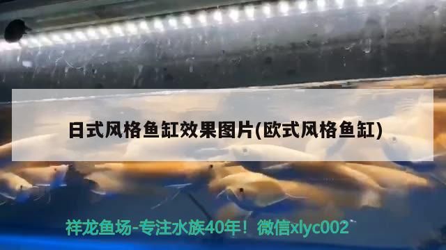 觀賞魚 日式風(fēng)格魚缸效果圖片(歐式風(fēng)格魚缸)(客廳魚缸擺放風(fēng)水) 觀賞魚百科 日式風(fēng)格魚缸效果圖片(歐式風(fēng)格魚缸)(客廳魚缸擺放風(fēng)水) 日式風(fēng)格魚缸效果圖片(歐式風(fēng)格魚缸)(客廳魚缸擺放風(fēng)水) 觀賞魚百科