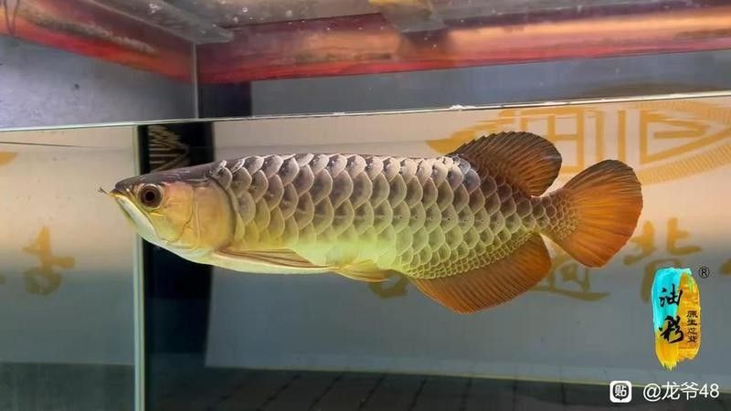 龍魚吧（龍魚吧有哪些資深養魚者）