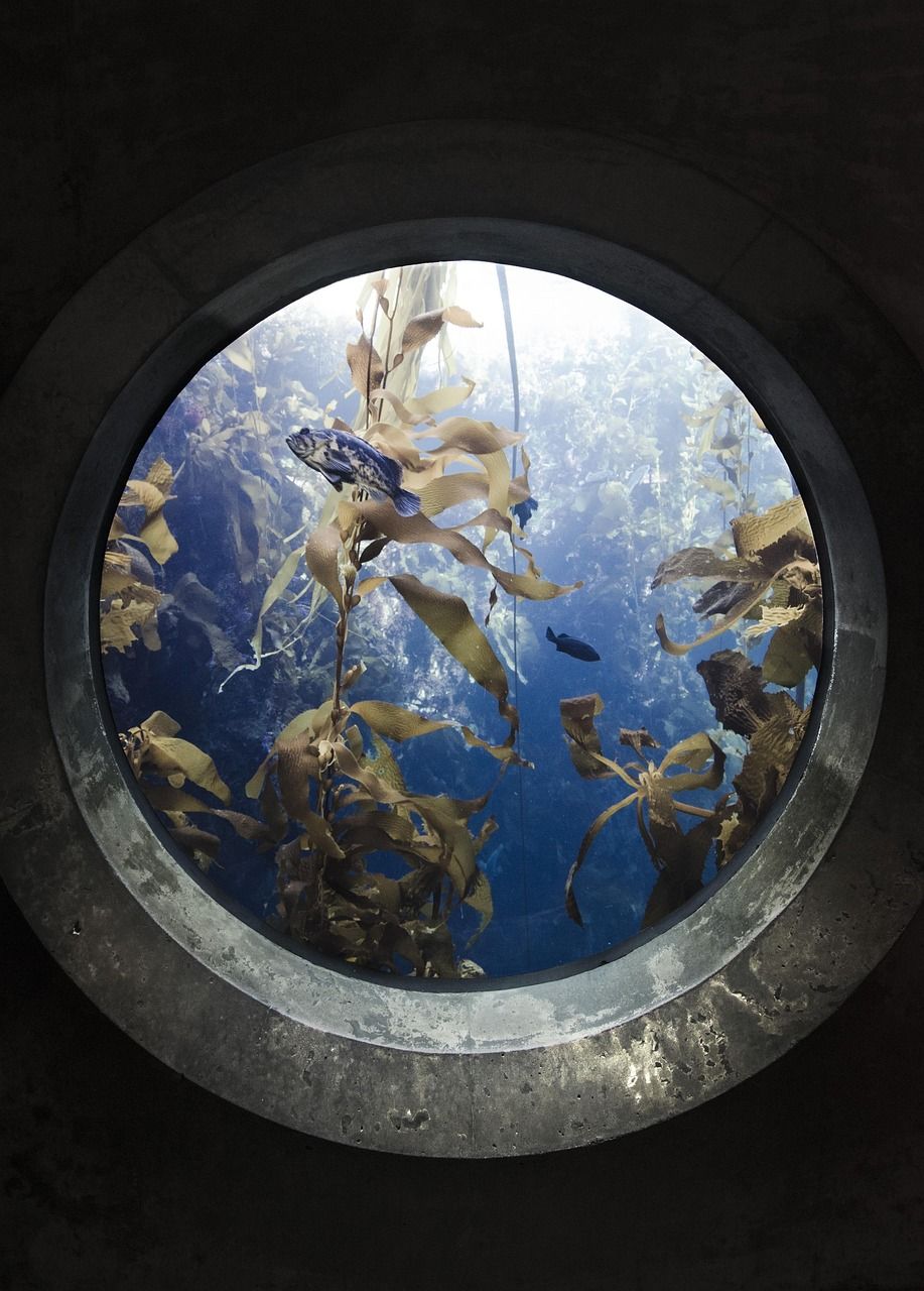 金龍魚能吃嗎(自己養的金龍魚能吃嗎)（關于金龍魚的一些問題）