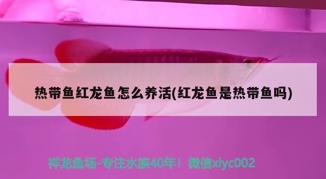 熱帶魚(yú)紅龍魚(yú)怎么養(yǎng)活(紅龍魚(yú)是熱帶魚(yú)嗎)（熱帶魚(yú)紅龍魚(yú)怎么養(yǎng)活）
