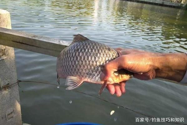 龍魚多大發(fā)色最好看：龍魚的發(fā)色是如何影響它們的美麗程度和吸引力的因素