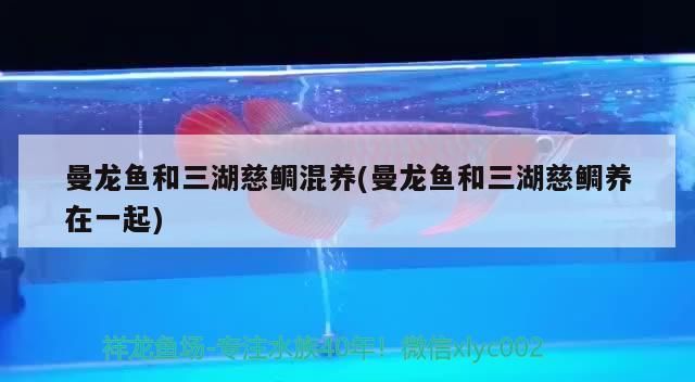 曼龍魚和三湖慈鯛混養(yǎng)(曼龍魚和三湖慈鯛養(yǎng)在一起)（曼龍魚和三湖慈鯛混養(yǎng)和曼龍魚和三湖慈鯛混養(yǎng)和三湖慈鯛混養(yǎng)）