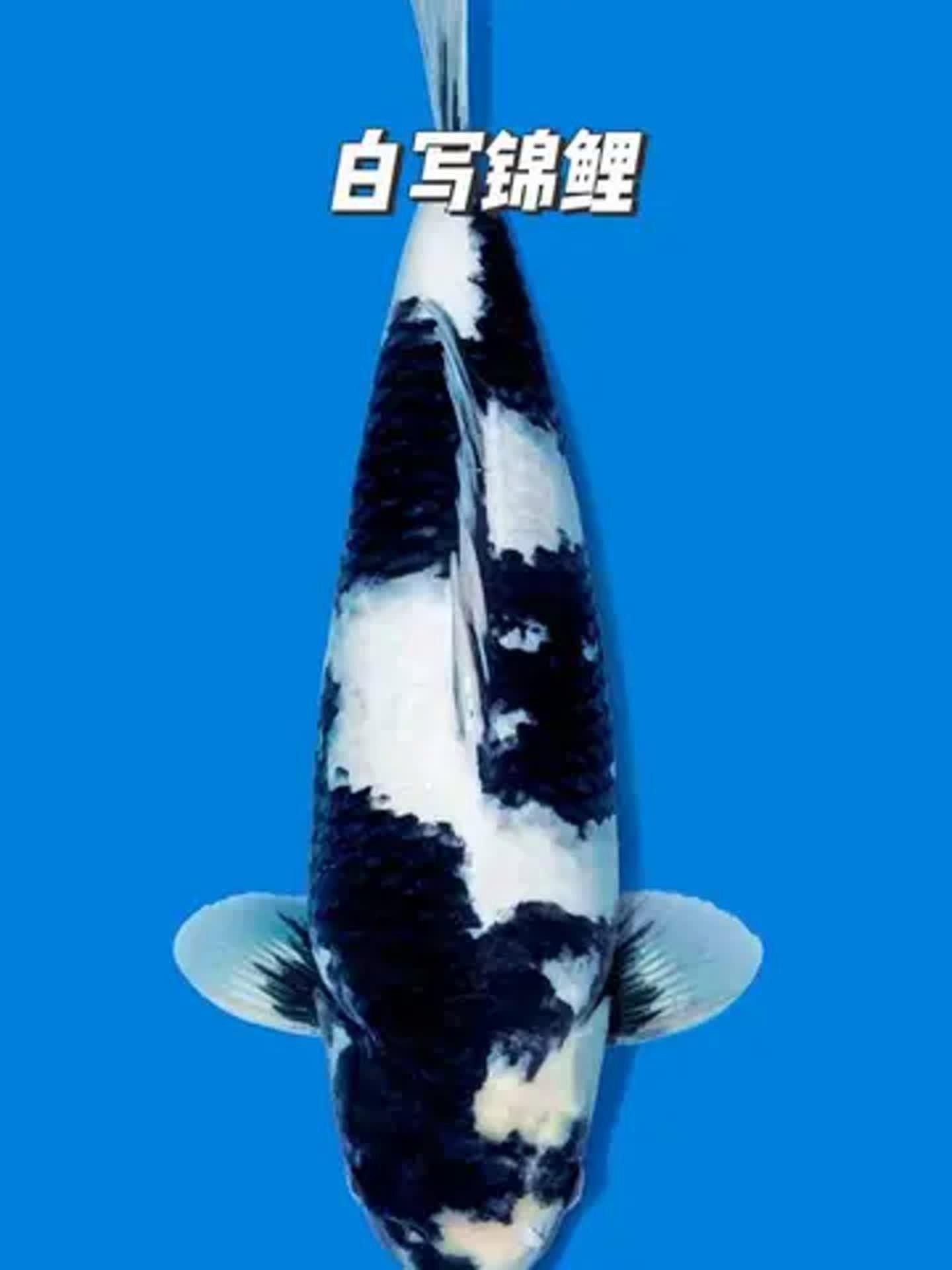 德系白寫錦鯉（德系白寫錦鯉的寓意）