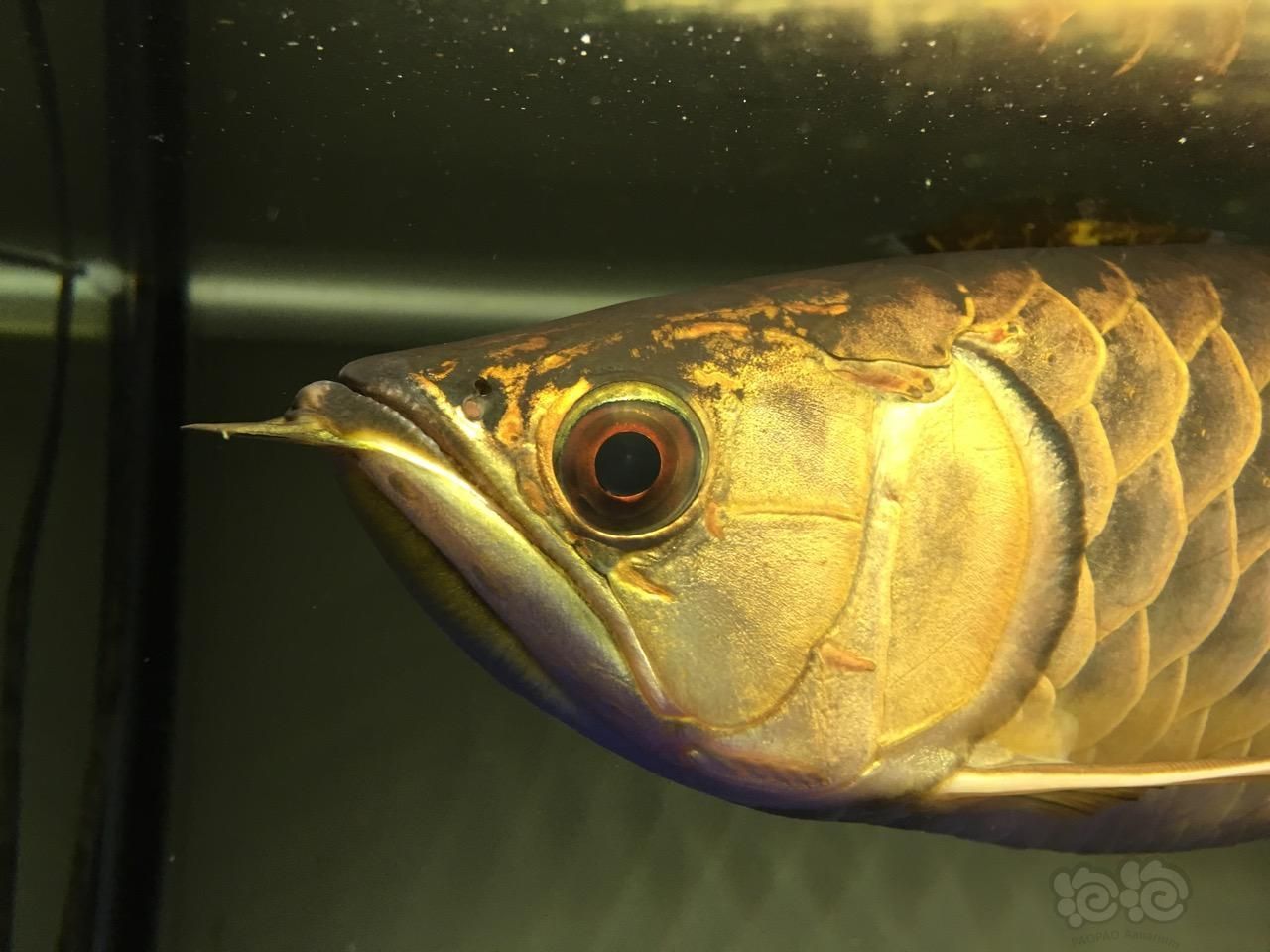 龍魚掉眼預防措施(龍魚掉眼有必要治嗎)（如何預防龍魚掉眼）