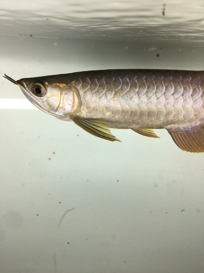 龍魚掉眼預防措施(龍魚掉眼有必要治嗎)（如何預防龍魚掉眼）