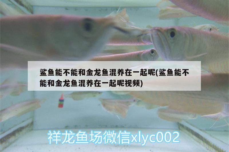 魚缸 鯊魚能不能和金龍魚混養在一起呢(鯊魚能不能和金龍魚混養在一起呢視頻)(祥龍魚與虎頭鯊不宜混養在一起和金龍魚混養在一起呢) 觀賞魚百科 鯊魚能不能和金龍魚混養在一起呢(鯊魚能不能和金龍魚混養在一起呢視頻)(祥龍魚與虎頭鯊不宜混養在一起和金龍魚混養在一起呢) 鯊魚能不能和金龍魚混養在一起呢(鯊魚能不能和金龍魚混養在一起呢視頻)(祥龍魚與虎頭鯊不宜混養在一起和金龍魚混養在一起呢) 觀賞魚百科