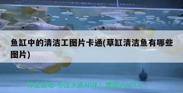 魚缸中的清潔工圖片卡通(草缸清潔魚有哪些圖片)（魚缸中的清潔工圖片卡通）