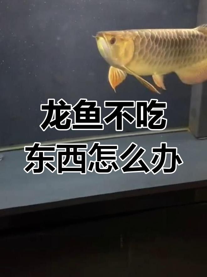 龍魚吃東西感覺看不見（龍魚吃東西感覺看不見，龍魚在進食時表現出“看不見”的感覺）