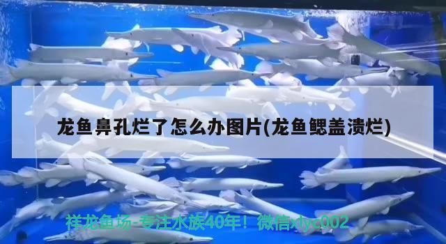 紅龍魚用黃燈烤有用嗎 龍魚鼻孔爛了怎么辦圖片(龍魚鰓蓋潰爛)(關(guān)于龍魚鼻孔爛了怎么辦) 觀賞魚百科 龍魚鼻孔爛了怎么辦圖片(龍魚鰓蓋潰爛)(關(guān)于龍魚鼻孔爛了怎么辦) 龍魚鼻孔爛了怎么辦圖片(龍魚鰓蓋潰爛)(關(guān)于龍魚鼻孔爛了怎么辦) 觀賞魚百科