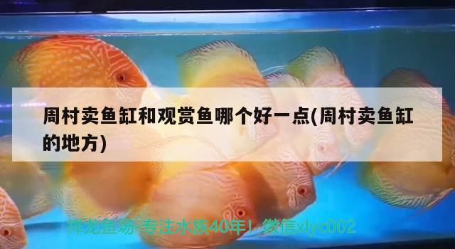 周村賣魚缸和觀賞魚哪個好一點(周村賣魚缸的地方)（周村賣魚缸和觀賞魚哪個好）