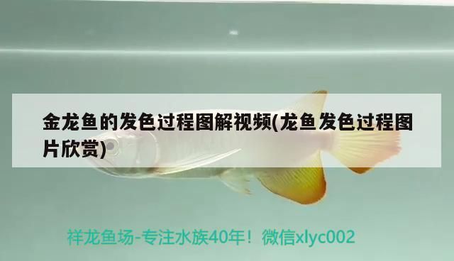 金龍魚的發色過程圖解視頻(龍魚發色過程圖片欣賞)（金龍魚發色過程圖解視頻展示了龍魚的發色過程圖解）
