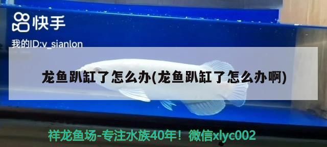 龍魚趴缸了怎么辦(龍魚趴缸了怎么辦啊)（龍魚趴缸了怎么辦）
