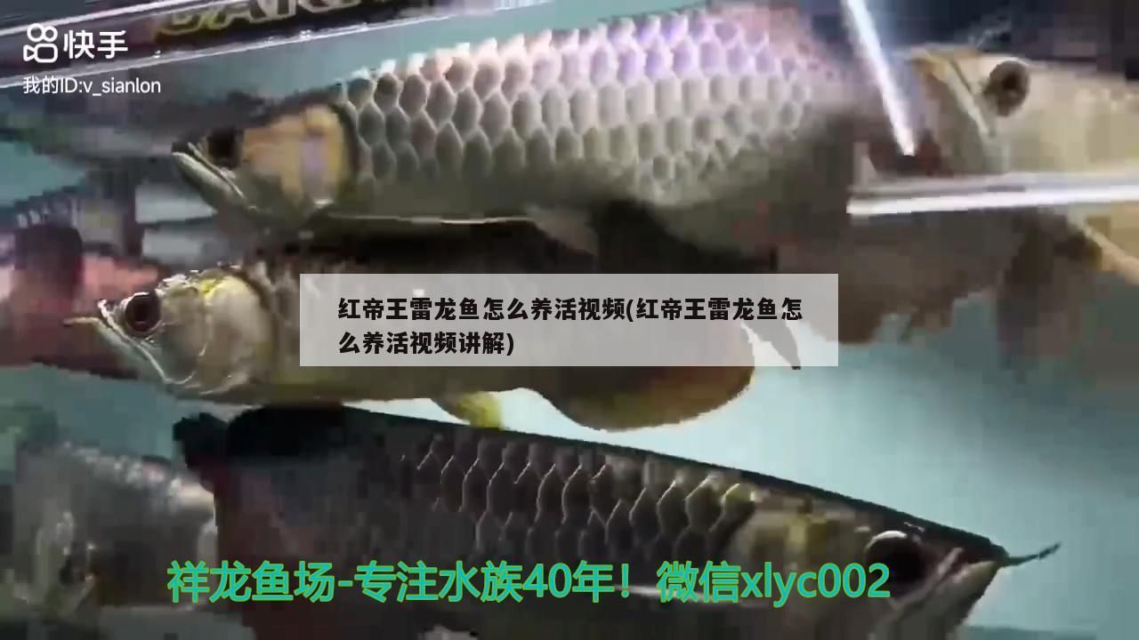 曼龍魚和孔雀魚混養(yǎng)好不好(孔雀魚能和曼龍魚養(yǎng)在一起嗎)(龍魚、紅劍魚、白云金絲魚、曼龍魚混養(yǎng)的注意事項) 觀賞魚百科 第2張 曼龍魚和孔雀魚混養(yǎng)好不好(孔雀魚能和曼龍魚養(yǎng)在一起嗎)(龍魚、紅劍魚、白云金絲魚、曼龍魚混養(yǎng)的注意事項) 曼龍魚和孔雀魚混養(yǎng)好不好(孔雀魚能和曼龍魚養(yǎng)在一起嗎)(龍魚、紅劍魚、白云金絲魚、曼龍魚混養(yǎng)的注意事項) 觀賞魚百科 第2張