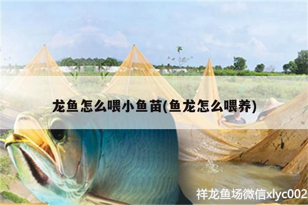 龍魚怎么喂小魚苗(魚龍怎么喂養(yǎng))（龍魚怎么喂養(yǎng)、龍魚怎么喂小魚苗）