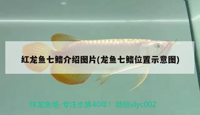 紅龍魚七鰭介紹圖片(龍魚七鰭位置示意圖)（紅龍魚七鰭介紹）