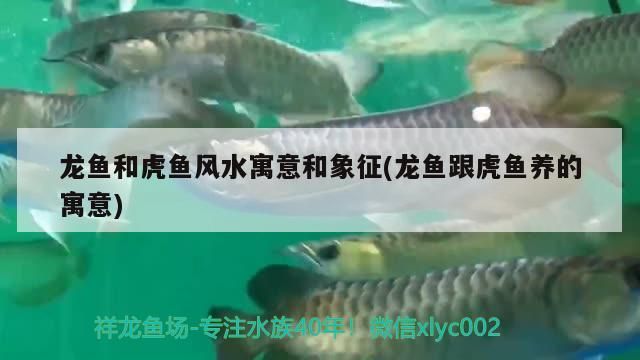 龍魚和虎魚風水寓意和象征(龍魚跟虎魚養的寓意)（龍魚和虎魚和虎魚風水寓意和象征的寓意和象征的知識）