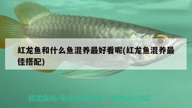 紅龍魚和什么魚混養(yǎng)最好看呢(紅龍魚混養(yǎng)最佳搭配)（紅龍魚和什么魚混養(yǎng)最好看）