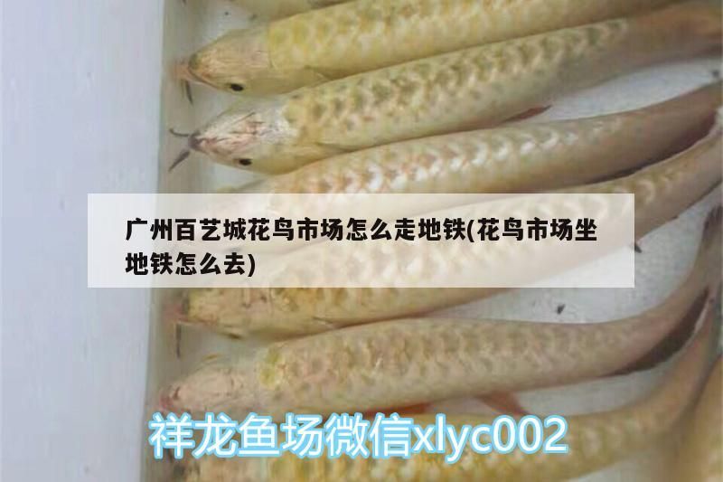 廣州百藝城花鳥市場怎么走地鐵(花鳥市場坐地鐵怎么去)（廣州百藝城花鳥市場怎么走）