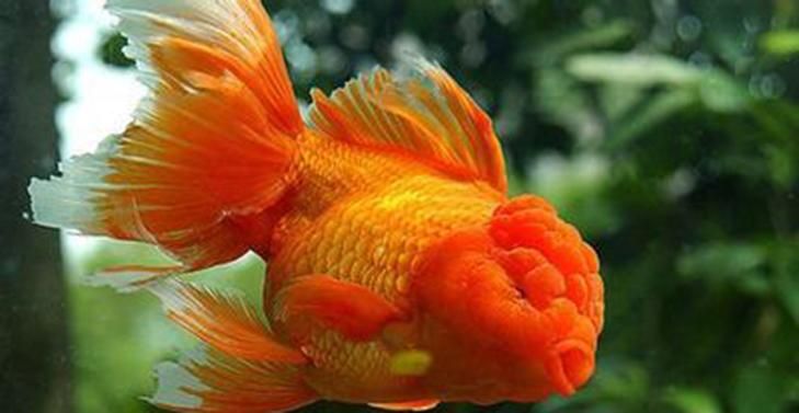 金魚的主要品種（傳統(tǒng)魚缸養(yǎng)啥金魚好）（傳統(tǒng)觀賞魚不建議選擇雜交品種或養(yǎng)蛋品種或養(yǎng)蛋品種）