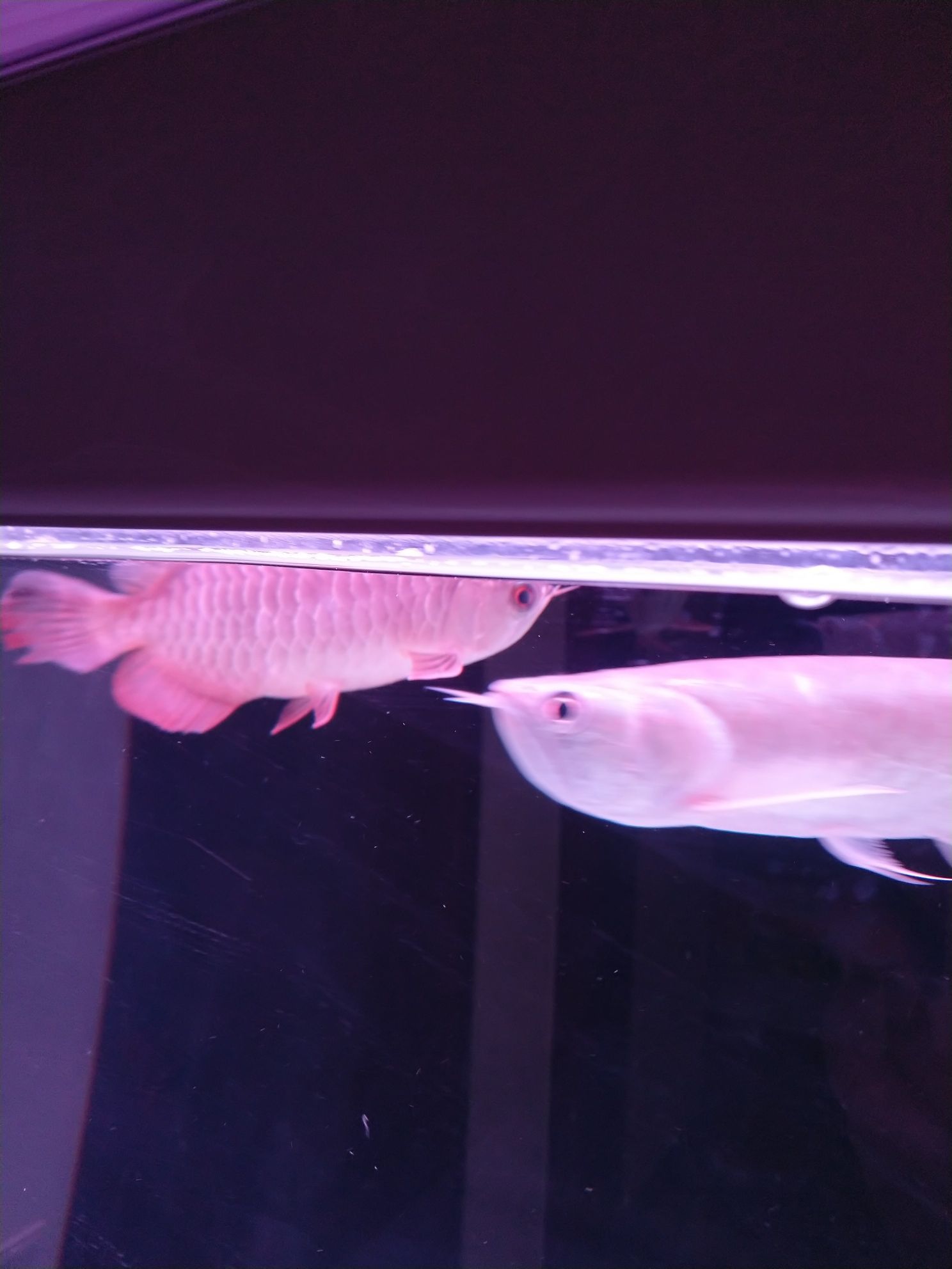 無錫觀賞魚市場金龍蒙眼換了4天水沒有痊愈？（無錫觀賞魚市場金龍蒙眼換了4天水沒有痊愈）