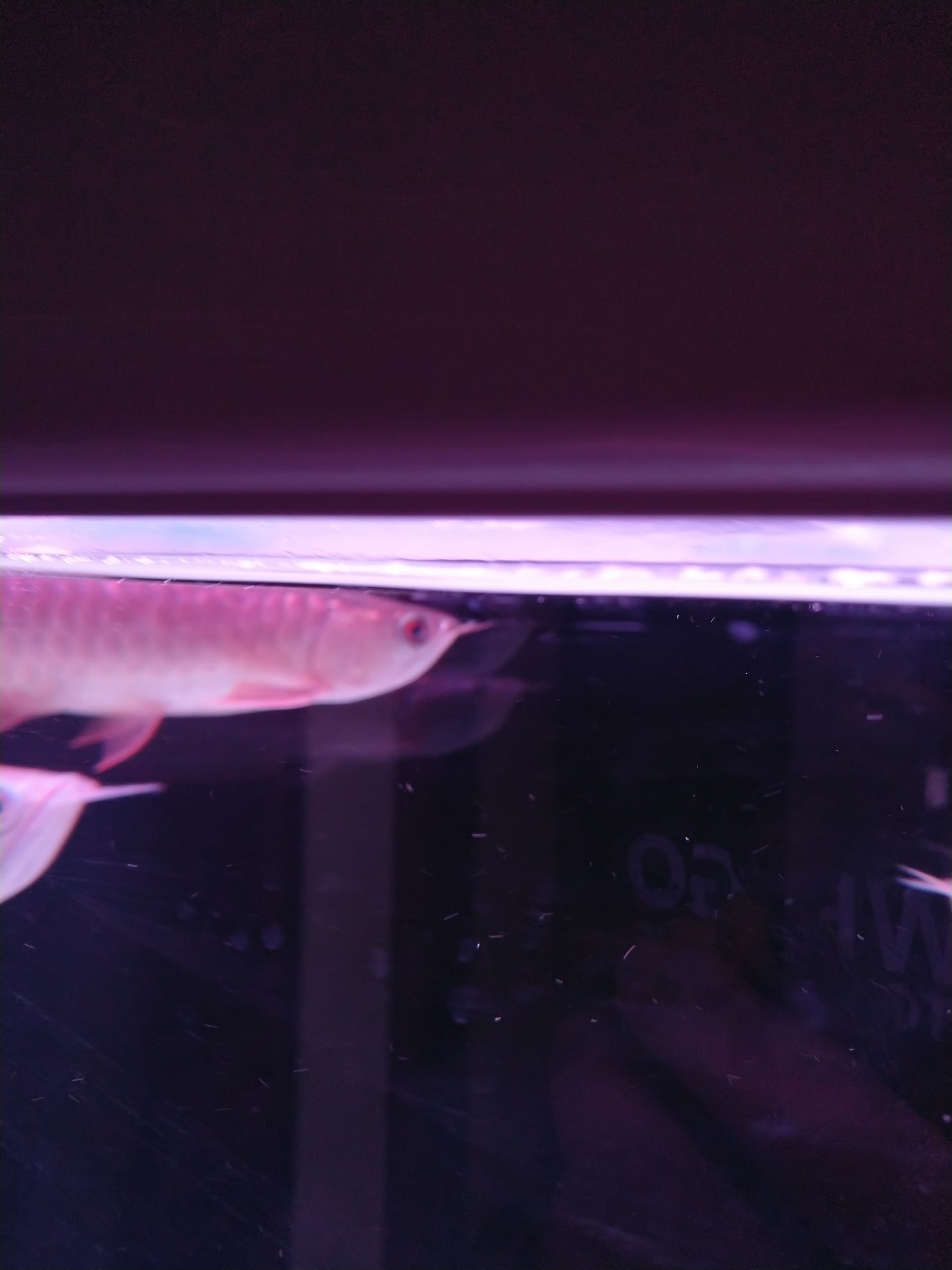 無錫觀賞魚市場金龍蒙眼換了4天水沒有痊愈？（無錫觀賞魚市場金龍蒙眼換了4天水沒有痊愈）