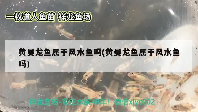 黃曼龍魚屬于風(fēng)水魚嗎(黃曼龍魚屬于風(fēng)水魚嗎)（盤點身披黃色“外衣”的10種動物盤點身披黃色“外衣”的10種動物）