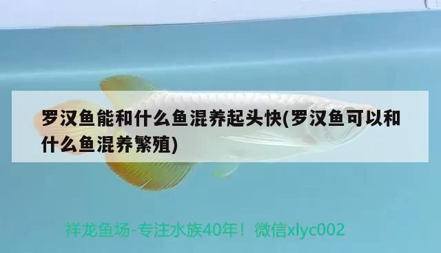 羅漢魚能和什么魚混養起頭快(羅漢魚可以和什么魚混養繁殖)（羅漢魚能和什么魚混養）