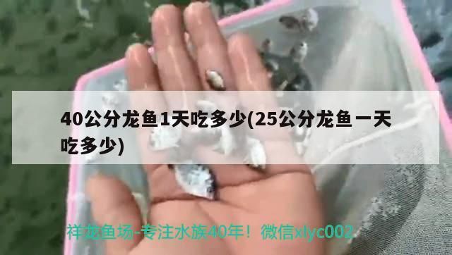 40公分龍魚1天吃多少(25公分龍魚一天吃多少)（40公分龍魚1天吃多少）