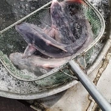 岷江魚一般多少錢（如何辨別岷江魚的真偽？）