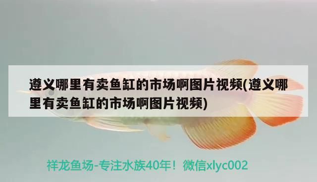 遵義哪里有賣魚缸的市場啊圖片視頻(遵義哪里有賣魚缸的市場啊圖片視頻)（遵義哪里有賣魚缸的市場） 遵義哪里有賣魚缸的市場啊圖片視頻(遵義哪里有賣魚缸的市場啊圖片視頻)（遵義哪里有賣魚缸的市場） 觀賞魚百科